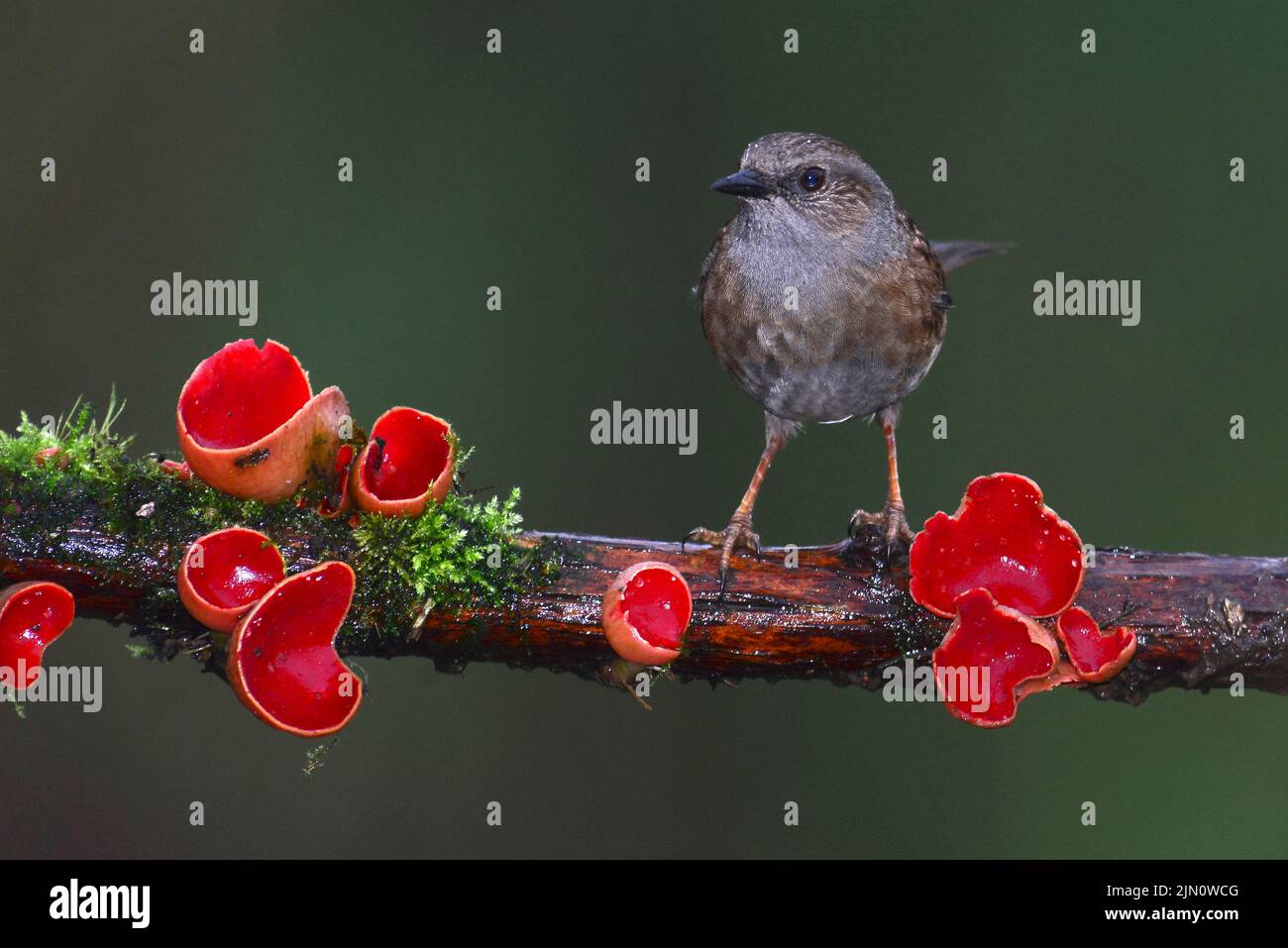 Adult dunnock or hesge sparrow perched on branch Stock Photo