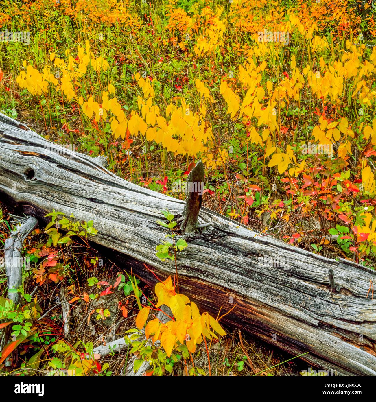 fall colors on the forest floor of gallatin national forest near gallatin gateway, montana Stock Photo