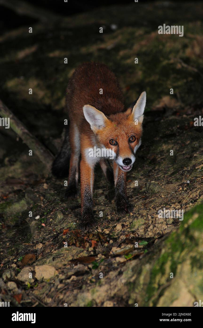 Juvenile fox foraging on hedgebank at night. Dorset, UK. Stock Photo