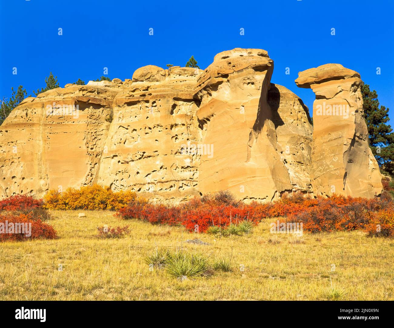 fall colors below sandstone cliffs near colstrip, montana Stock Photo