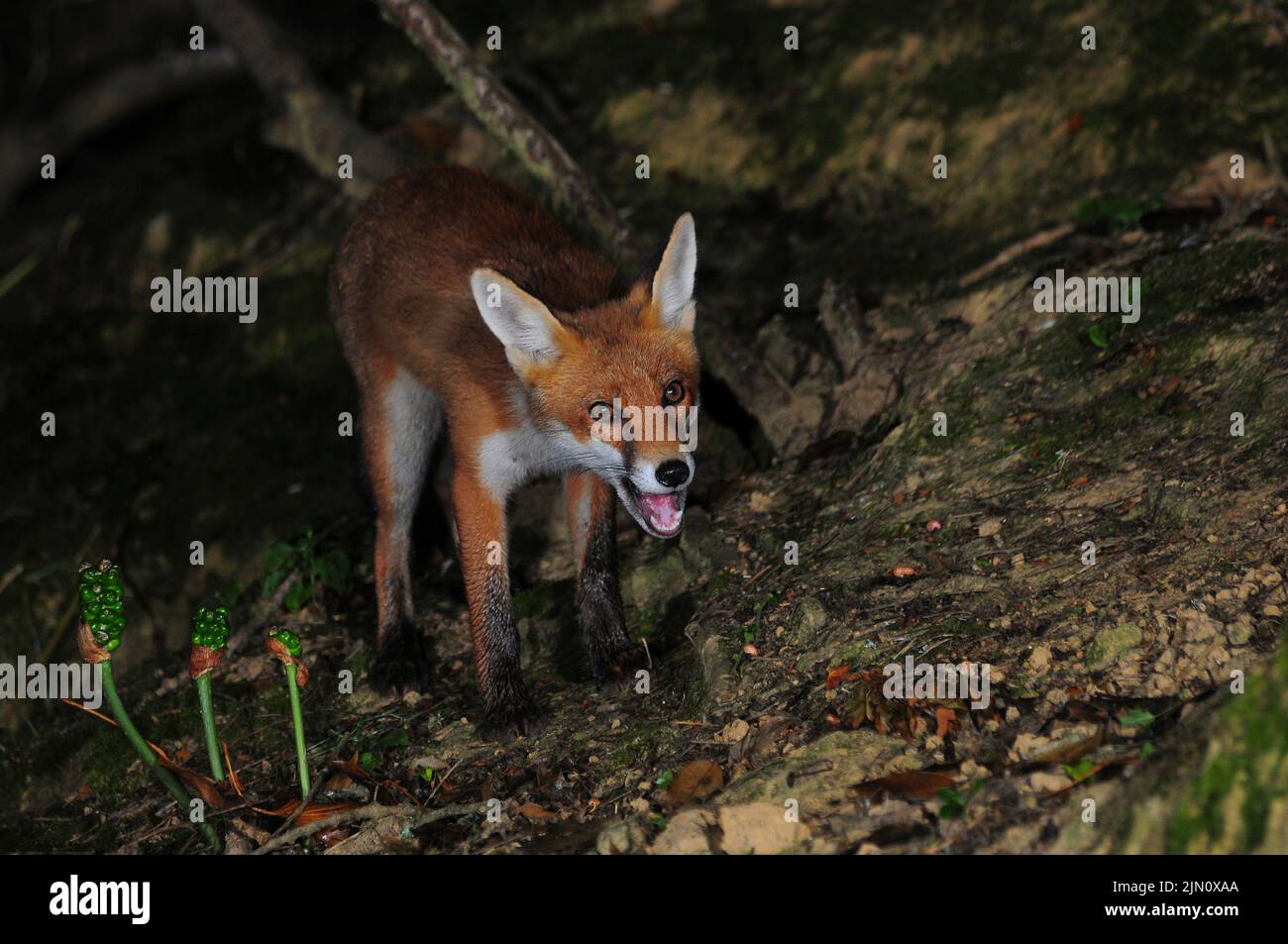 Juvenile fox foraging on hedgebank at night. Dorset, UK. Stock Photo