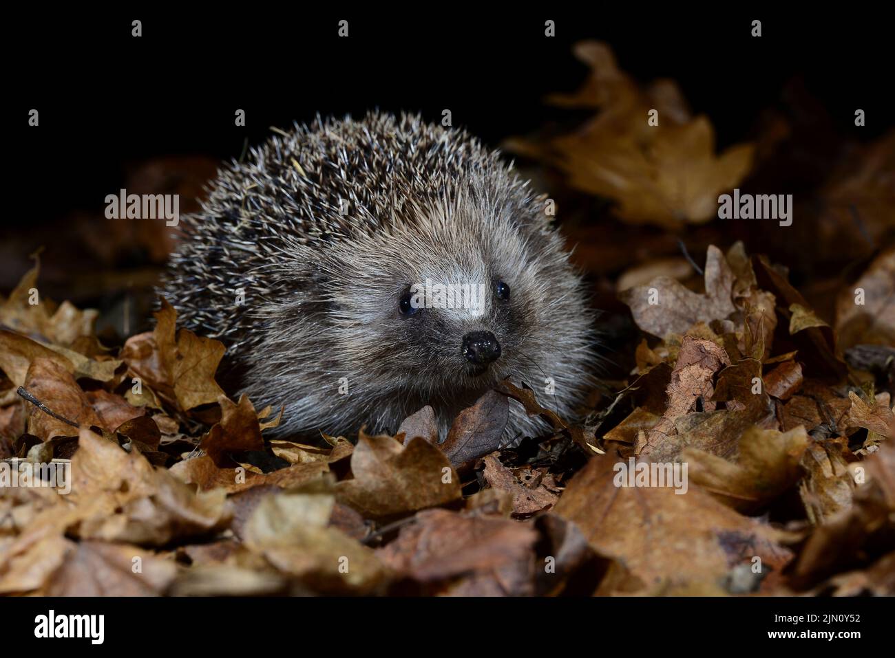 Hedgehog foraging in leaf litter in autumn Stock Photo