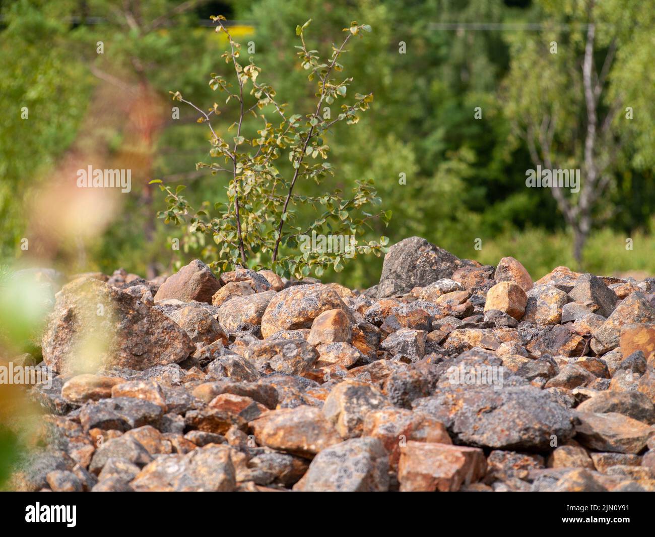 Stones rocks and slag in foreground with birch trees Stock Photo