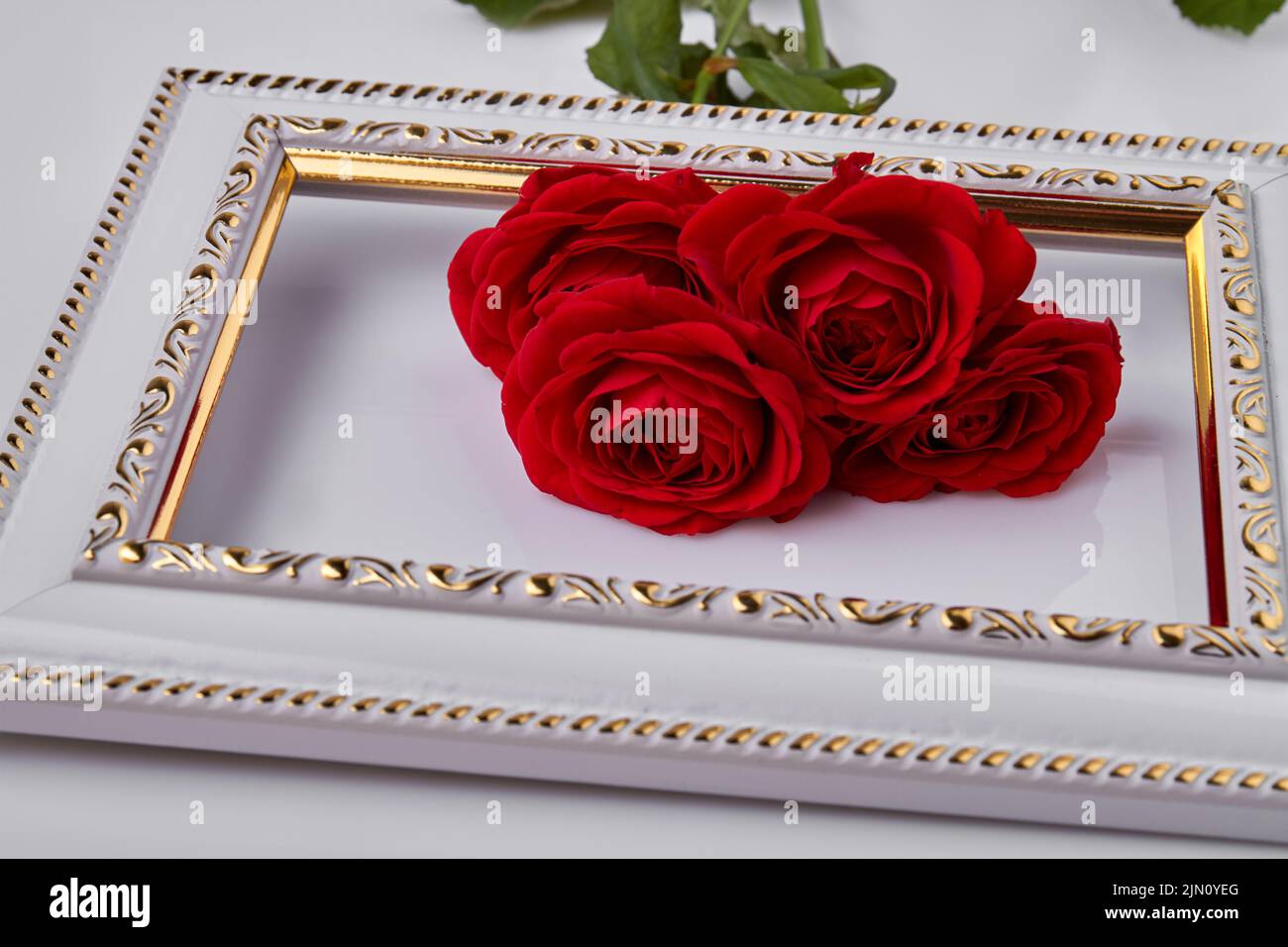 Close up beautuful red roses on the frame. Flowers on white surface