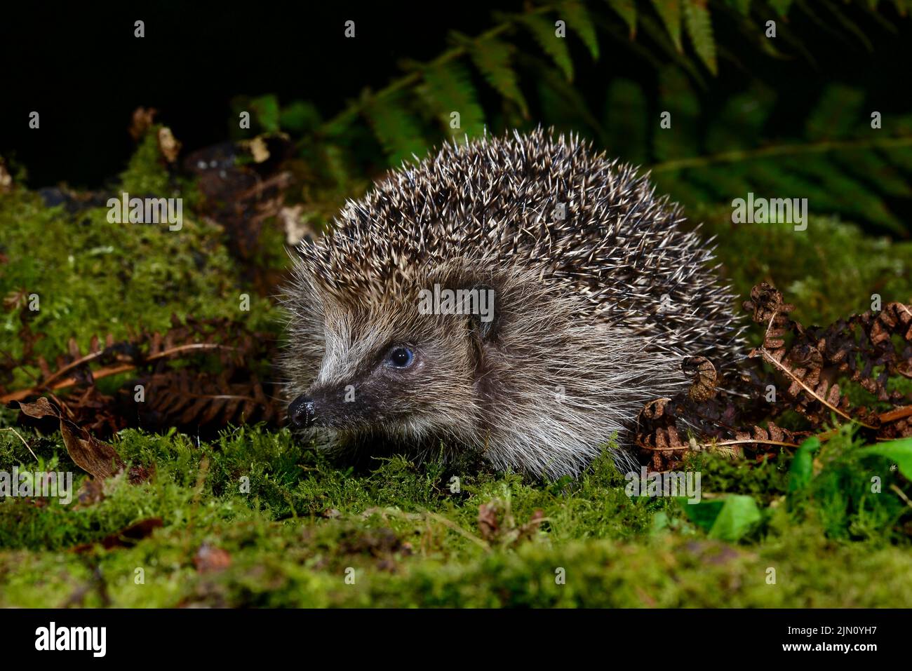 Hedgehog foraging in mossy undergrowth Stock Photo