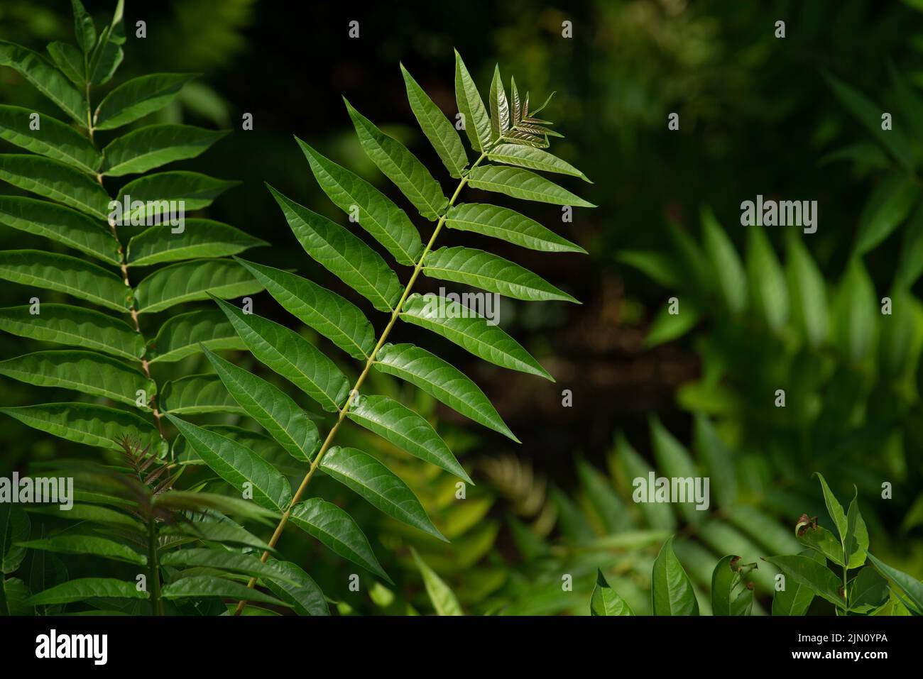Ailanthus altissima, tree of heaven, ailanthus, varnish tree, chouchun