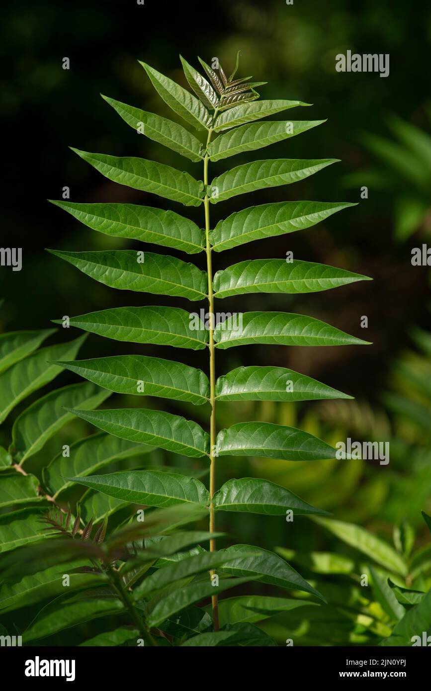Ailanthus altissima, tree of heaven, ailanthus, varnish tree, chouchun