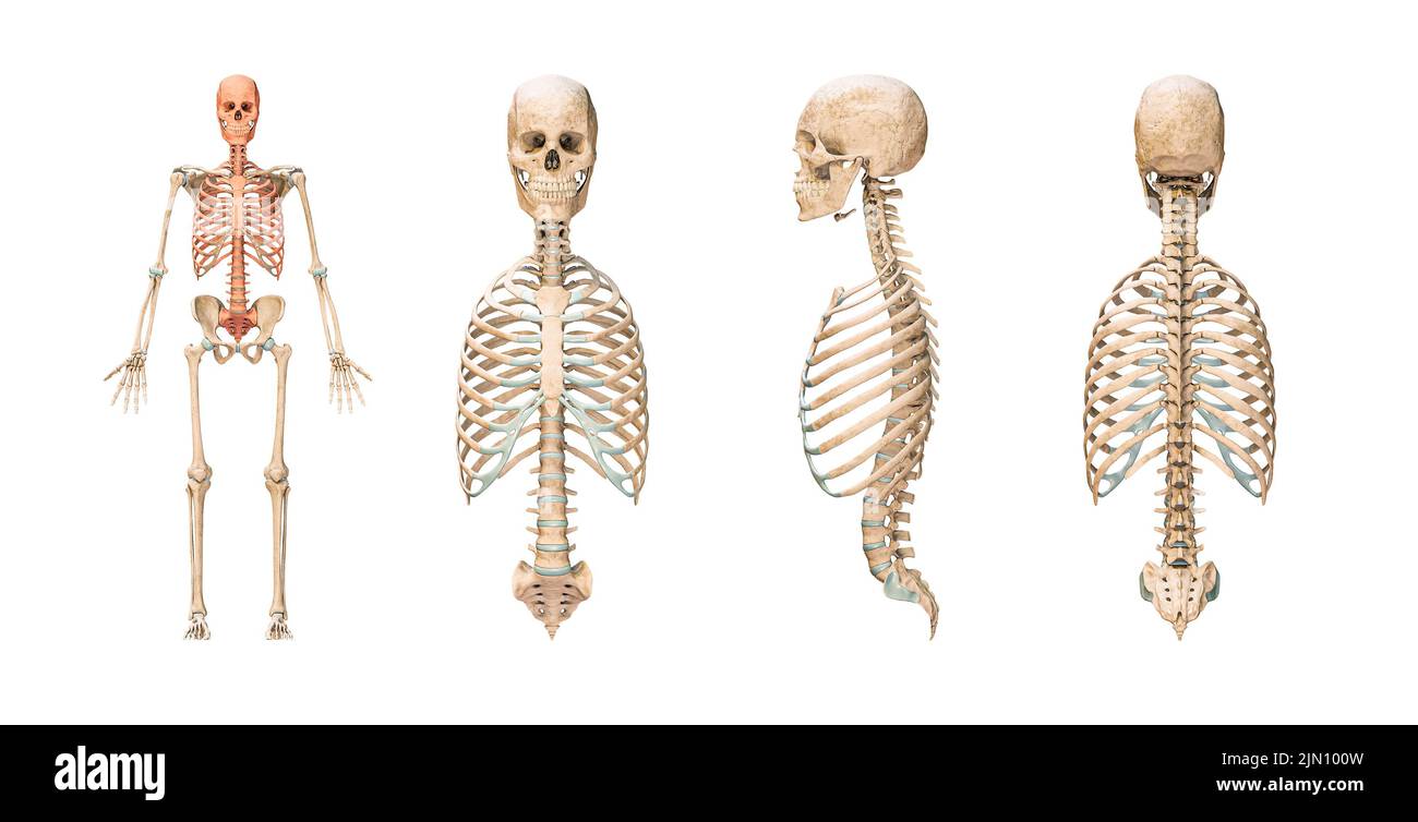 Accurate axial bones of human skeletal system or skeleton isolated on white background 3D rendering illustration. Blank anatomical chart. Anterior, la Stock Photo