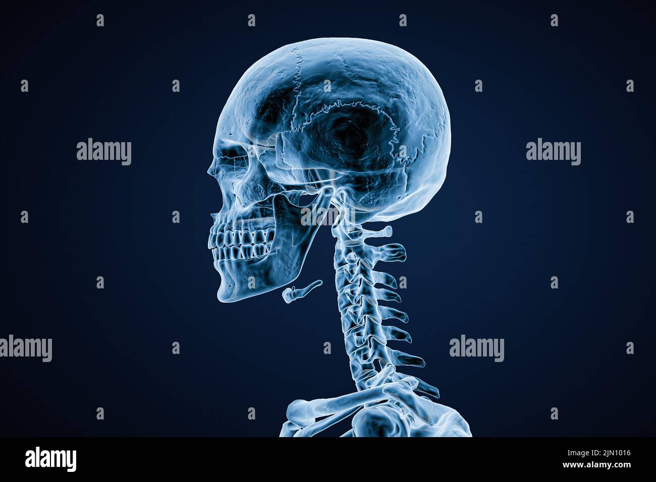 Xray image of lateral or profile view of skull of adult male on blue background 3D rendering illustration. Anatomy, medicine, medical, science, osteol Stock Photo