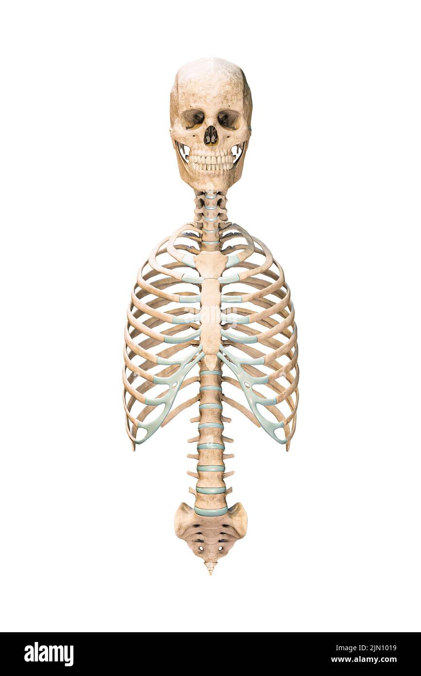 blank skeletal system