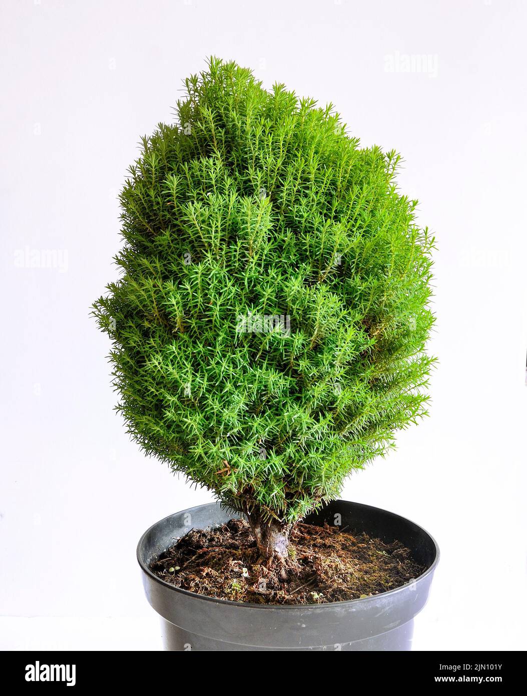 Thuja pygmy Teddy seedling in pot close up, isolated on white background - dwarf ornamental coniferous evergreen plant for park or garden landscape de Stock Photo