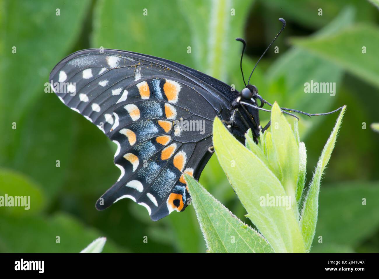 A Spicebush Swallowtail butterfly takes a break from nectar collecting on a Black-Eyed Susan wildflower in my backyard. Stock Photo
