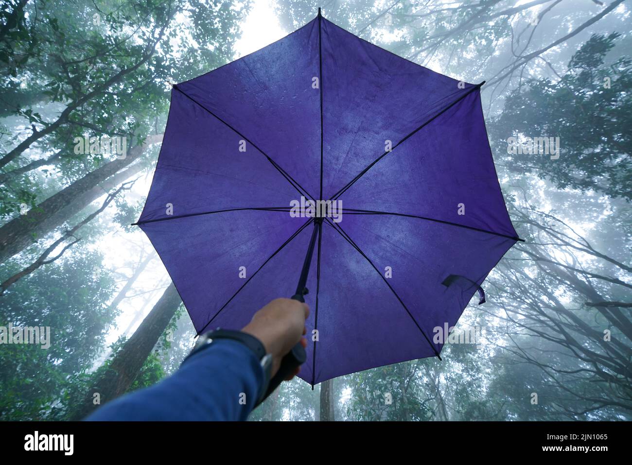 hand hold umbrella with low angle view of tree top in mist tropical forest Stock Photo