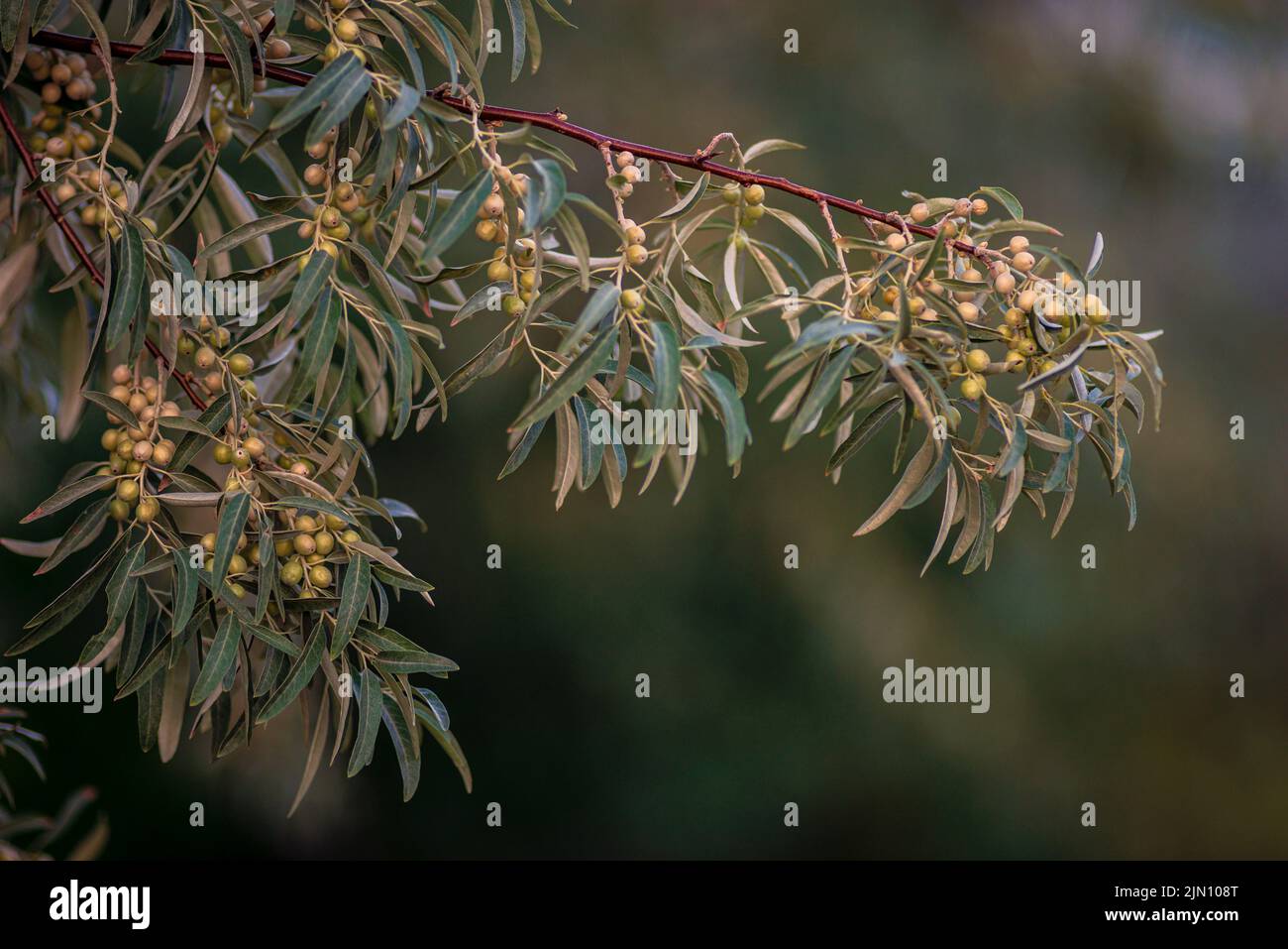 Russian olive fruits on the branches . Elaeagnus Angustifolia Tree of