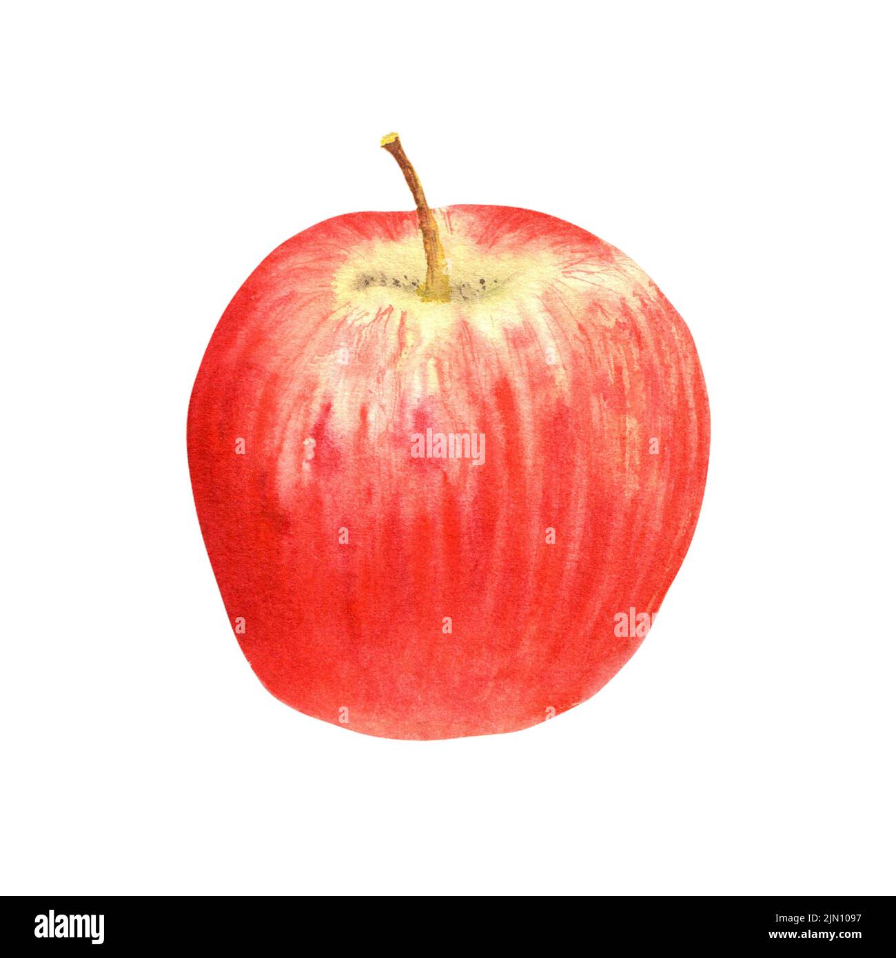 Watercolour apple. An isolated element of the autumn set of watercolour ...