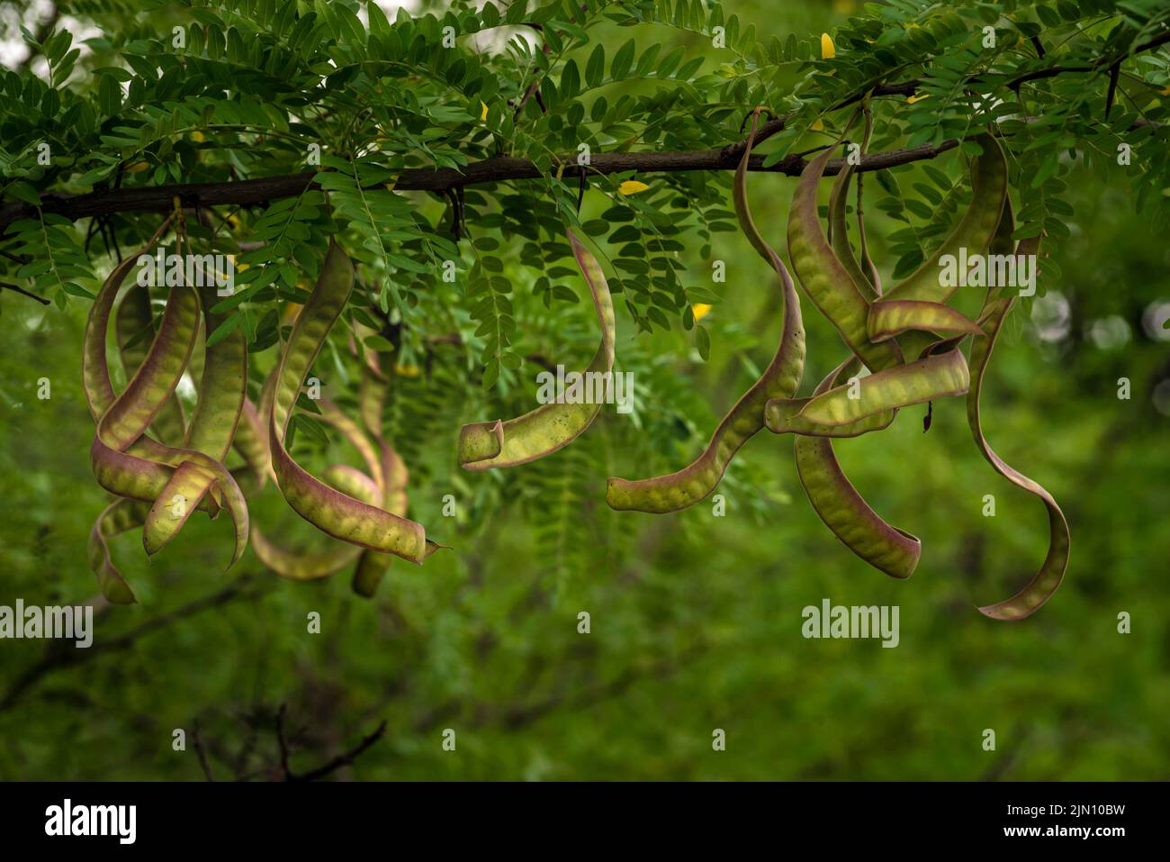 Ceratonia siliqua, commonly known as the wild carob tree or carob bush