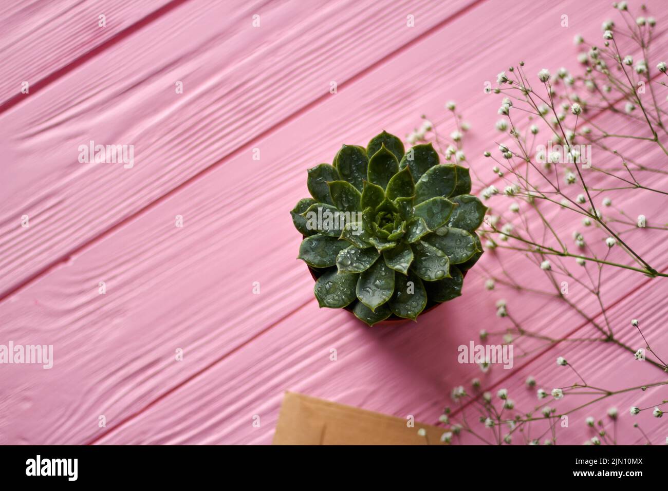 Top view sempervivum plant with water drops. Pink wooden background. Stock Photo