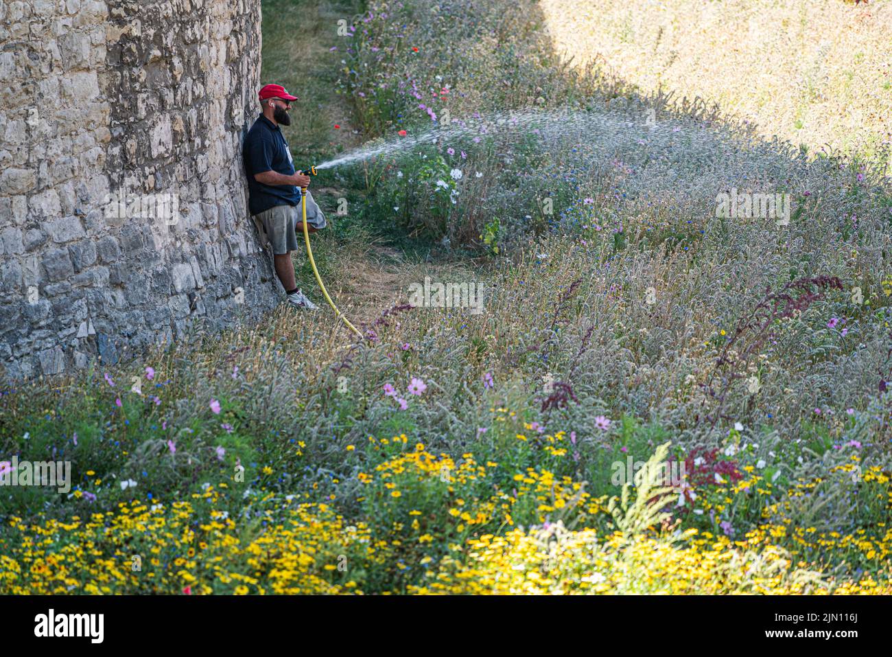 London, UK. 8 August 2022   A gardener watering the Superbloom, a new permanent display of wildflowers in the moat of the Tower of London, grown from over 20 million seeds from 29 flower species which were sown to celebrate the Queen’s Platinum Jubilee. The flowers were chosen to attract a variety of pollinators to create a new biodiverse habitat..Credit. amer ghazzal/Alamy Live News Stock Photo