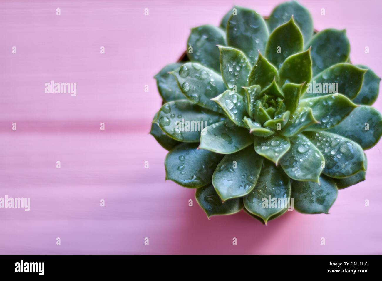 Top view sempervivum houseplant with droplets. Pink wood background with copy space. Stock Photo