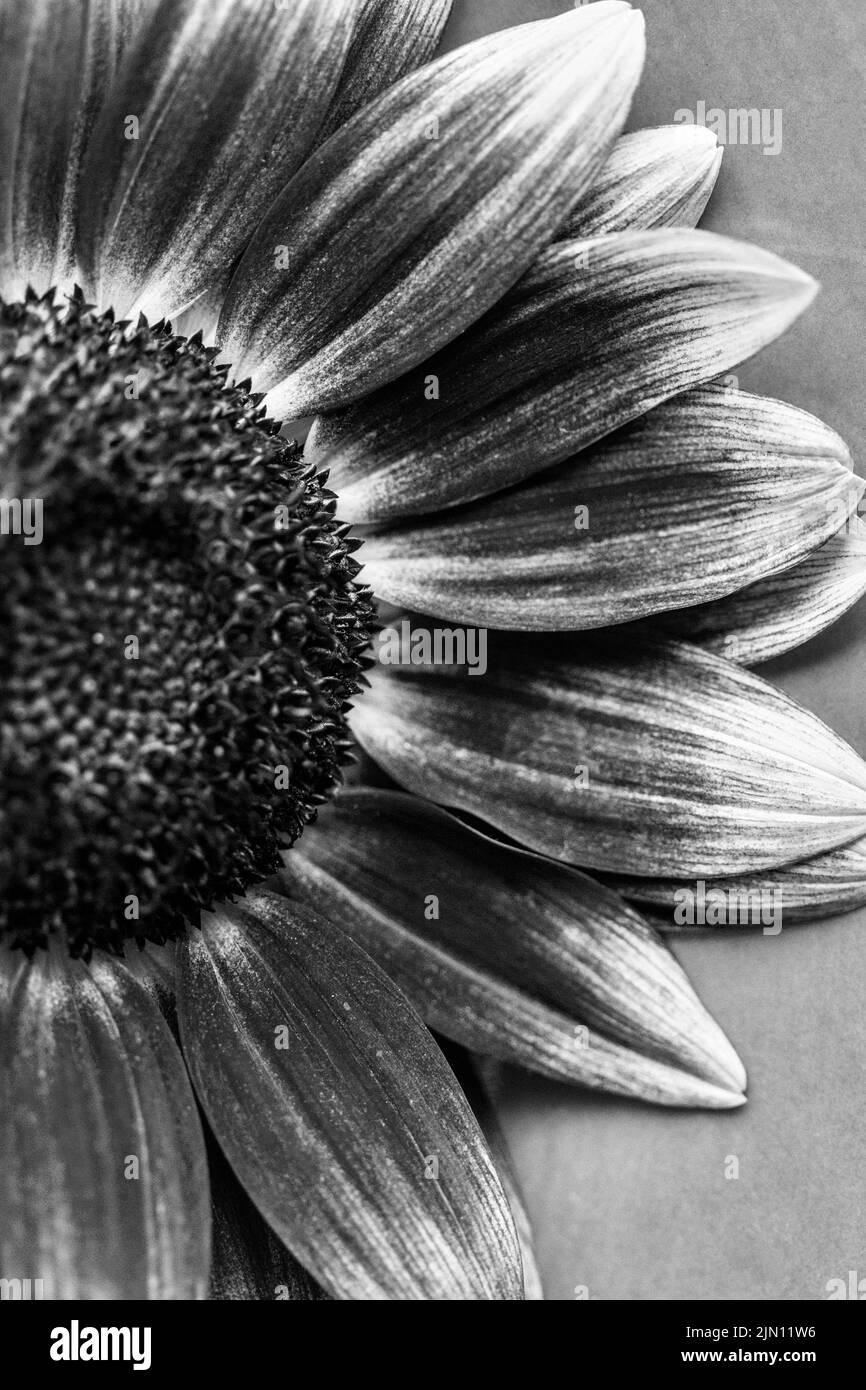 This macro shot of a common sunflower (Helianthus annuus) shows the details of the flower head Stock Photo