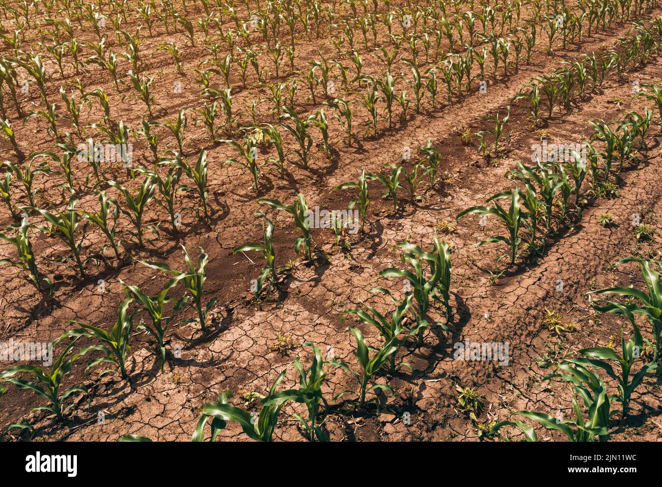 Zea mays plantation, corn sprouts in cultivated agricultural field, selective focus Stock Photo