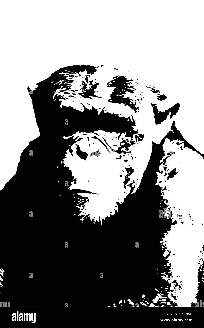 Chimpanzee portrait logo, stamp. Chimpanzee wild preservation artwork. Wild animals preservation. Sensitive chimpanzee. Stock Photo