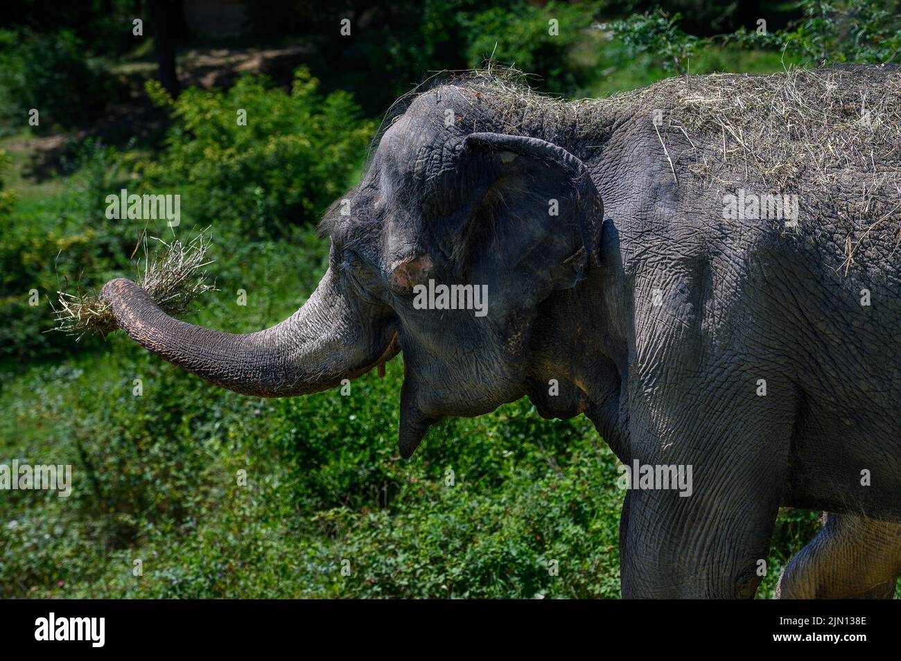 An Asian elephant holds a bundle of straw in its trunk, standing on a green field. Portrait. Close-up. Stock Photo