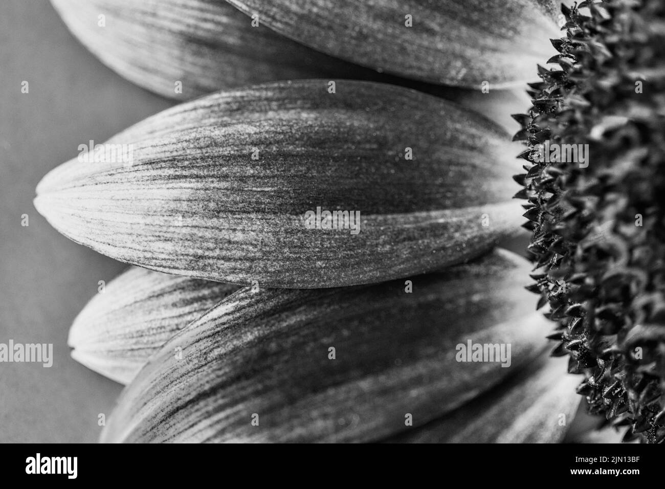 This macro shot of a common sunflower (Helianthus annuus) highlights its petals or ray flowers Stock Photo