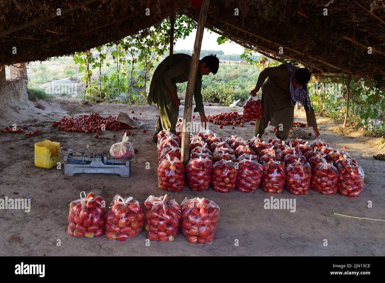 Baghlan, Afghanistan. 7th Aug, 2022. Farmers arrange packs of tomatoes in Baghlan province, Afghanistan, Aug. 7, 2022. Credit: Mehrabuddin Ibrahimi/Xinhua/Alamy Live News Stock Photo