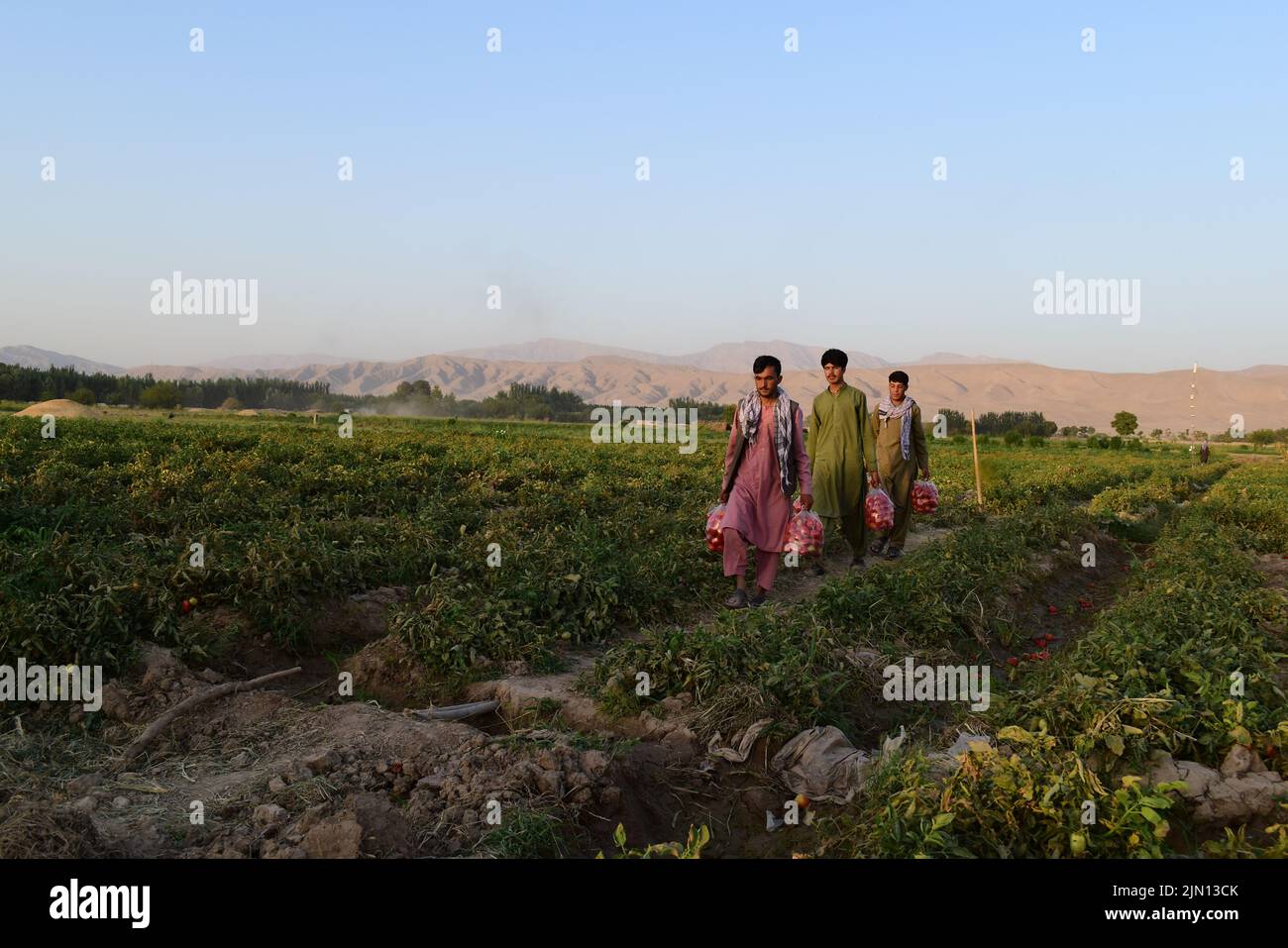 Baghlan, Afghanistan. 7th Aug, 2022. Farmers carry bags of newly ...