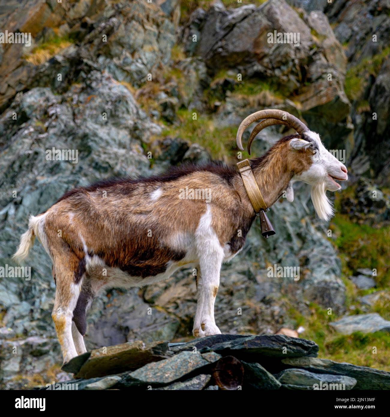 mountain goat with cowbell, italian alps Stock Photo