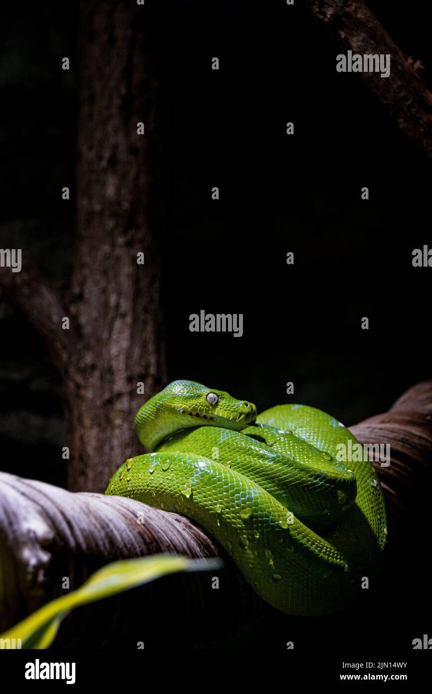 Snake wrapped around tree hi-res stock photography and images - Alamy