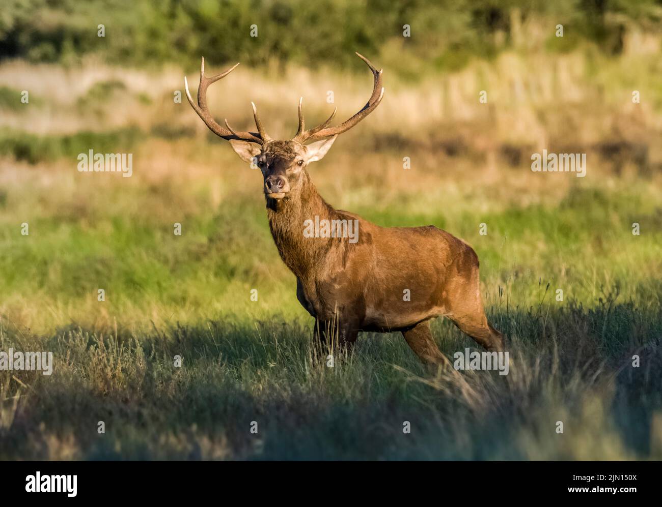 Red deer roaring, Parque Luro Nature Reserve, La Pampa Province