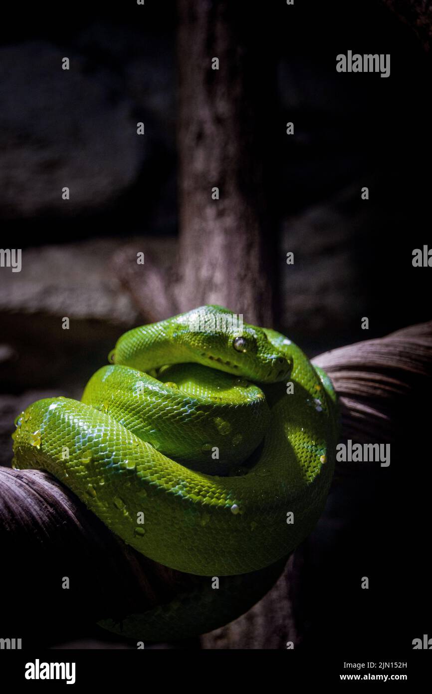 Snake wrapped around tree hi-res stock photography and images - Alamy