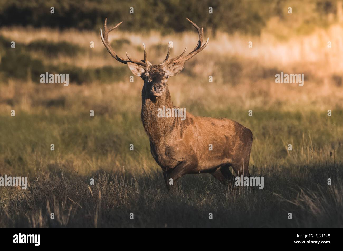 Red deer roaring, Parque Luro Nature Reserve, La Pampa Province