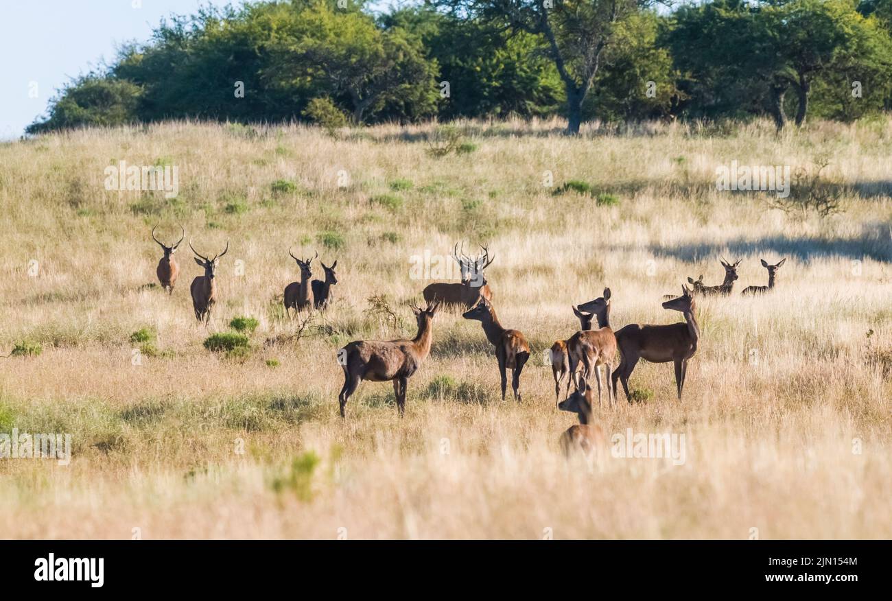 Red deer roaring, Parque Luro Nature Reserve, La Pampa Province