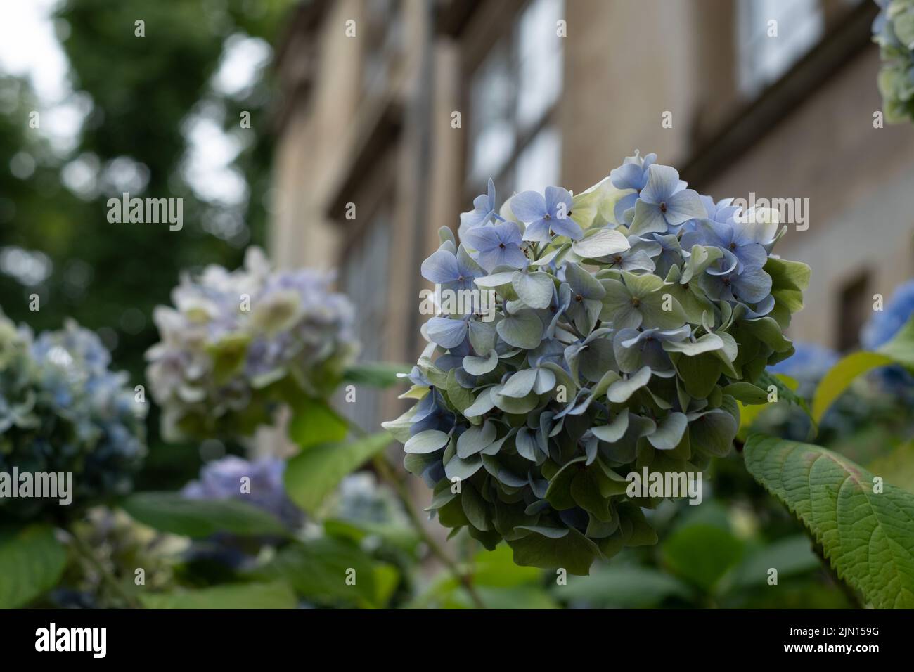 Cambridge UK. August 2022. Blue hydrangea flowers in the garden at