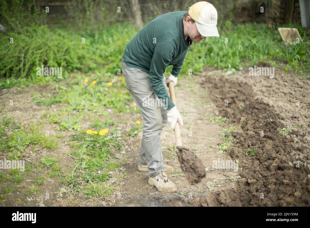 Guy is digging ground. Planting potatoes in Russia. Russian with shovel ...