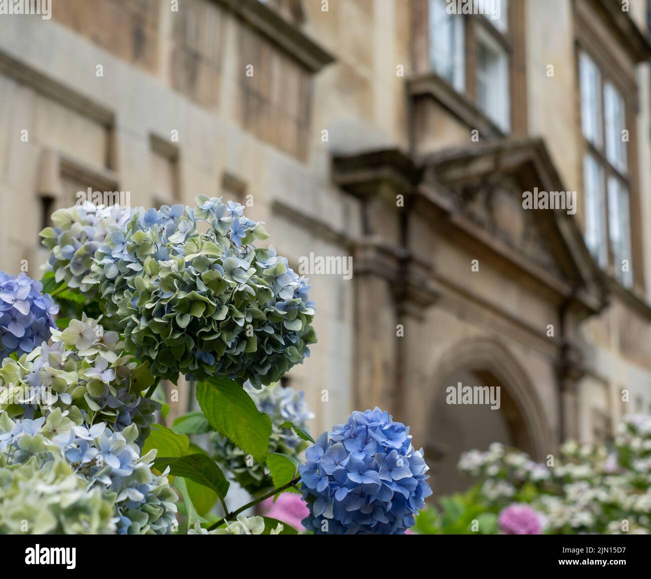 Cambridge UK. August 2022. Blue hydrangea flowers in the garden at Christ's College, part of