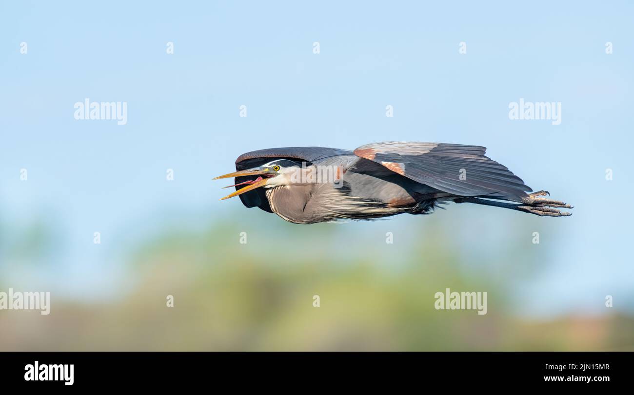 Great Blue Heron (Ardea herodius) flying, E North America, by Dominique Braud/Dembinsky Photo Assoc Stock Photo