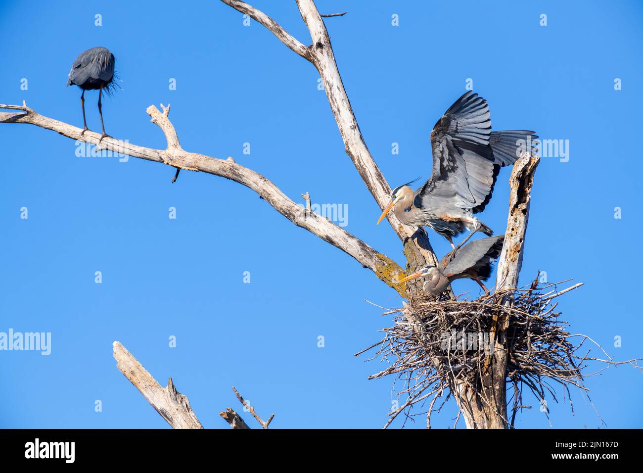 Great Blue Heron rookery, (Ardea herodius), mating, nesting, Spring, E North America, by Dominique Braud/Dembinsky Photo Assoc Stock Photo