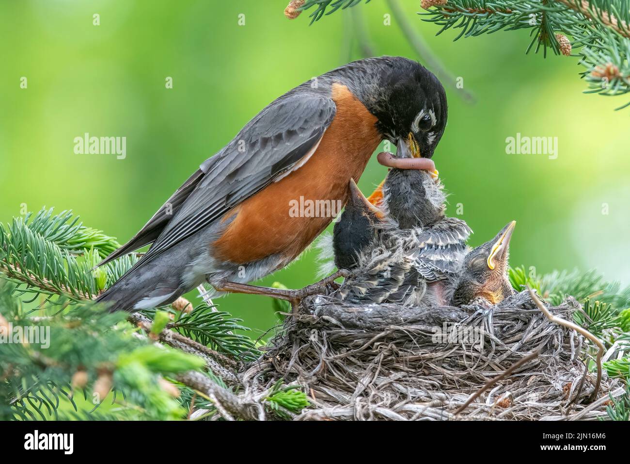 American Robin feeding chicks in nest, Spring, N. America, by Dominique Braud/Dembinsky Photo Assoc Stock Photo