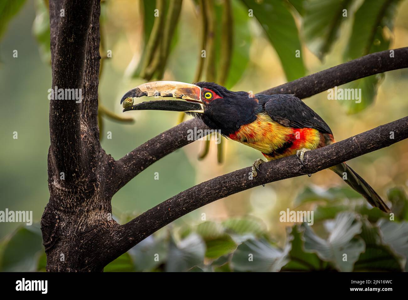 Collared aracari with food in his beak perched on a branch in Panamas rain forest Stock Photo