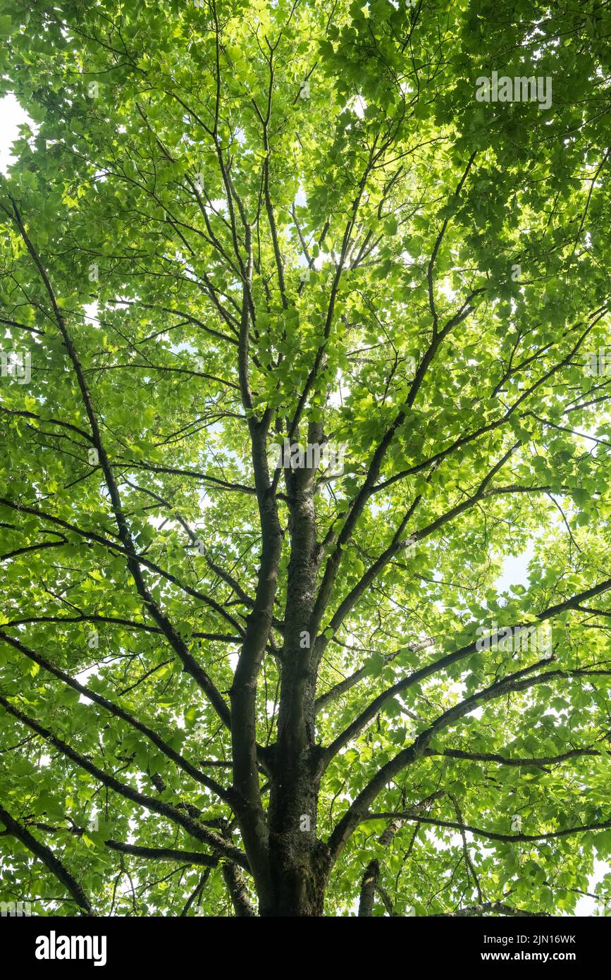 Looking up a maple tree (Acer pseudoplatanus) in a forest in Westerwald, Germany Stock Photo