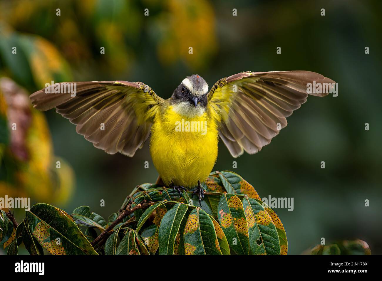 Social flycatcher perched with its wings wide open Stock Photo