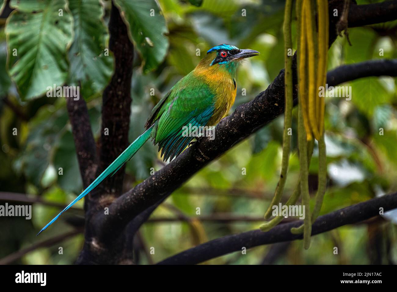 Lesson's Motmot perched on a tree in the rain forest of Panama Stock Photo
