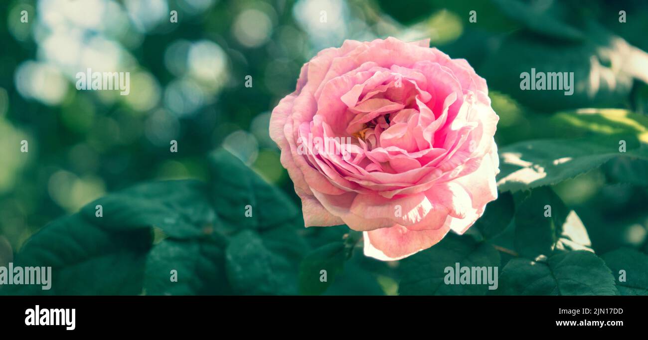 Pink tea rose in a green summer garden. Stock Photo