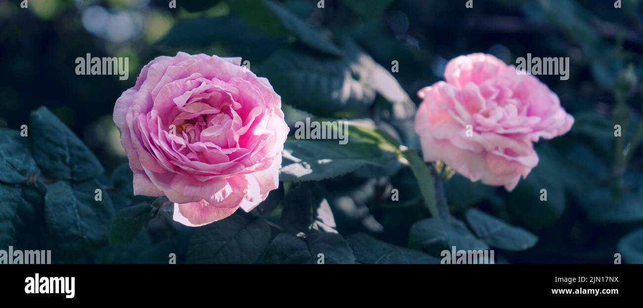 Pink tea rose in a green summer garden Stock Photo - Alamy