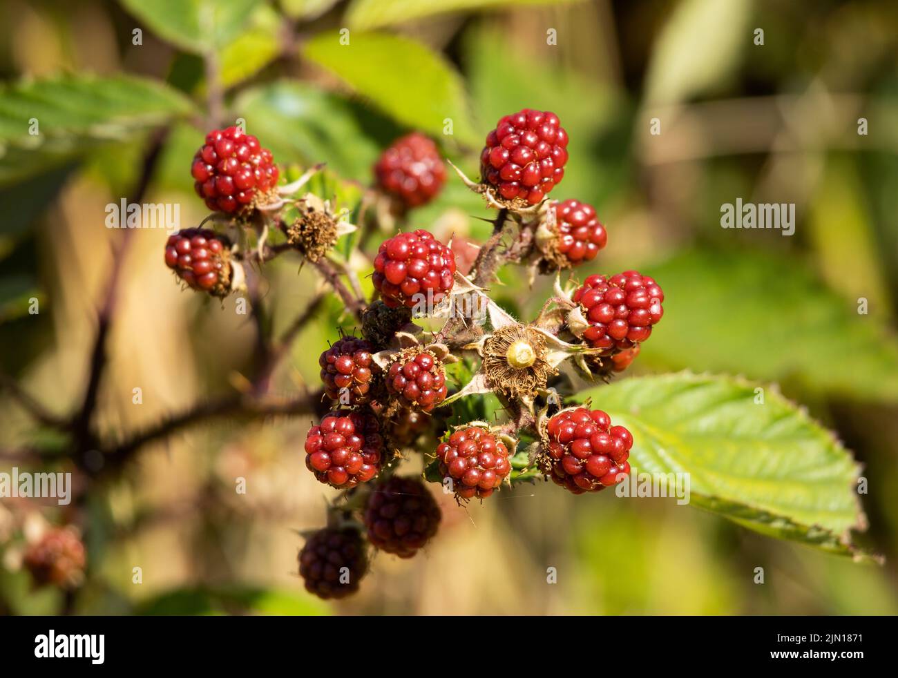 Darken as they ripen hires stock photography and images Alamy
