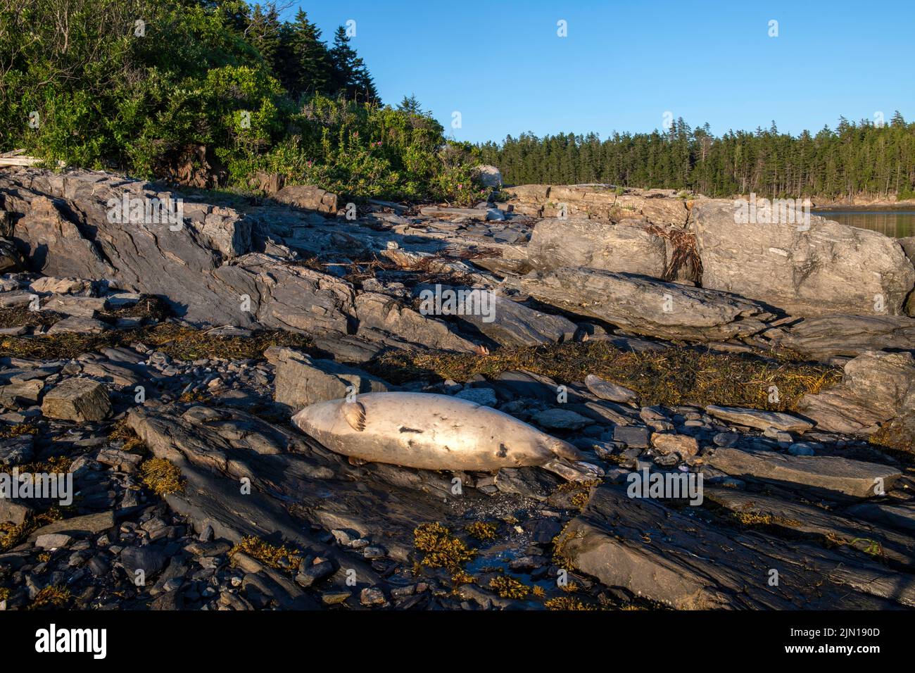 July 6, 2022.  7:32pm.  Dead seal washed up in Gulf of Maine. Bird flu has jumped to seals and some are dying. Stock Photo